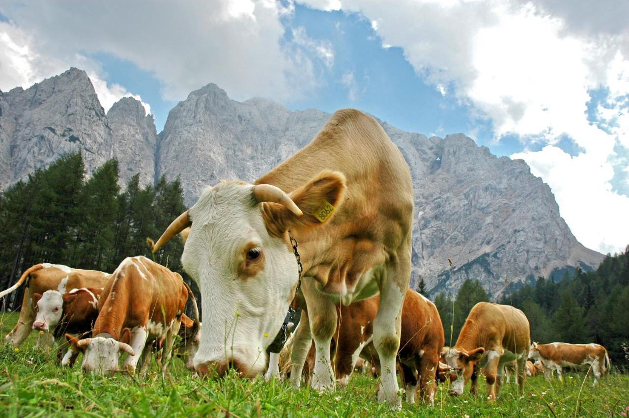 Bohinj Eco Hotel Bohinjska Bistrica Eksteriør billede